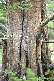 愈演愈烈！Steam成人游戏开发者遭Paypal冻结资金